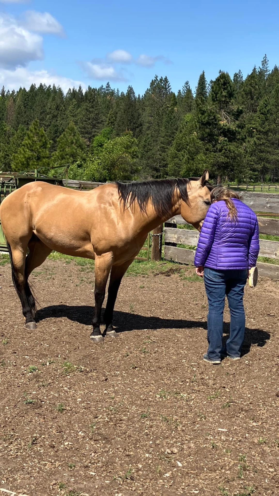 Equine Assisted Therapy
