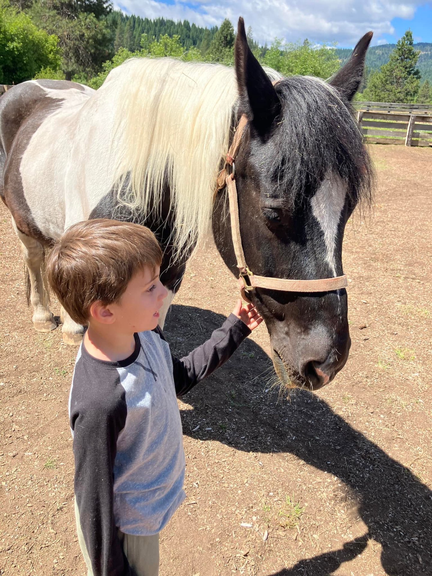 A child leading a paint horse
