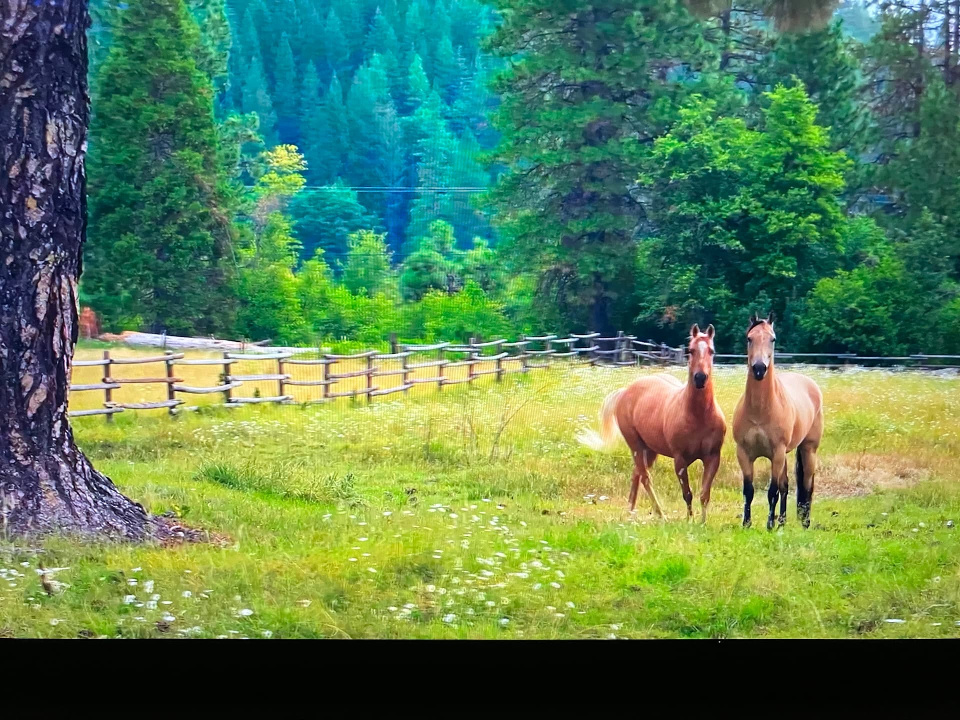 Two horses standing together in a green meadow