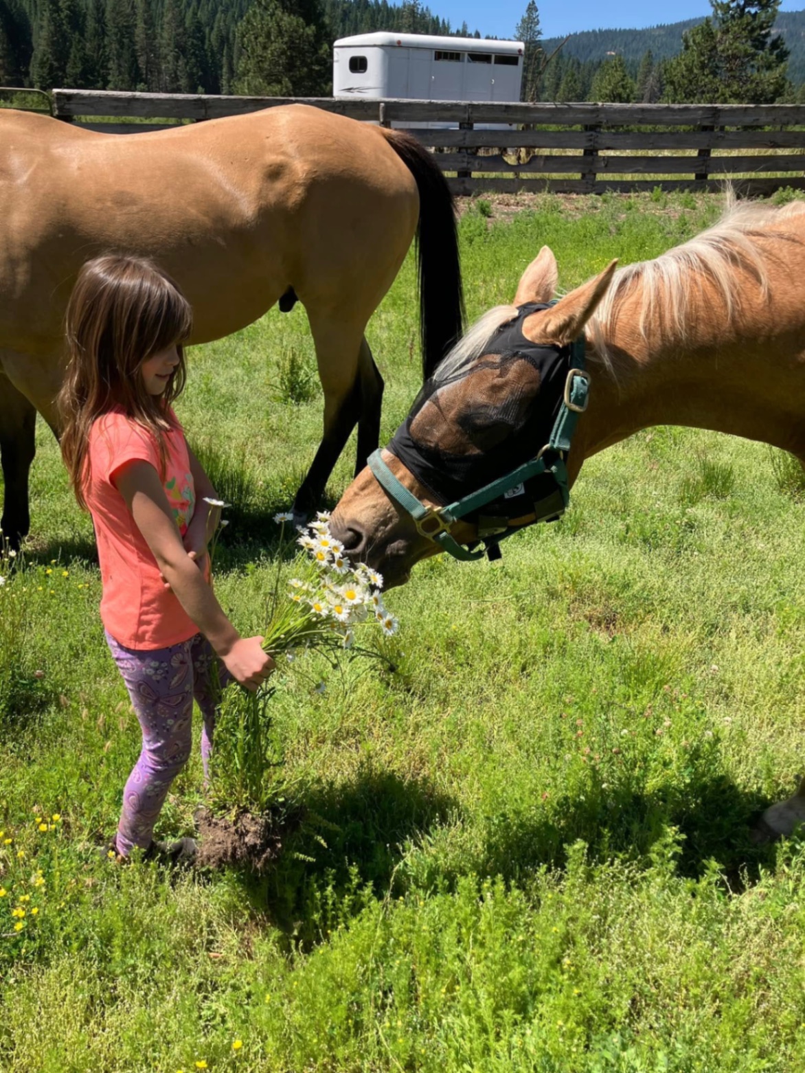 Maverick in the pasture