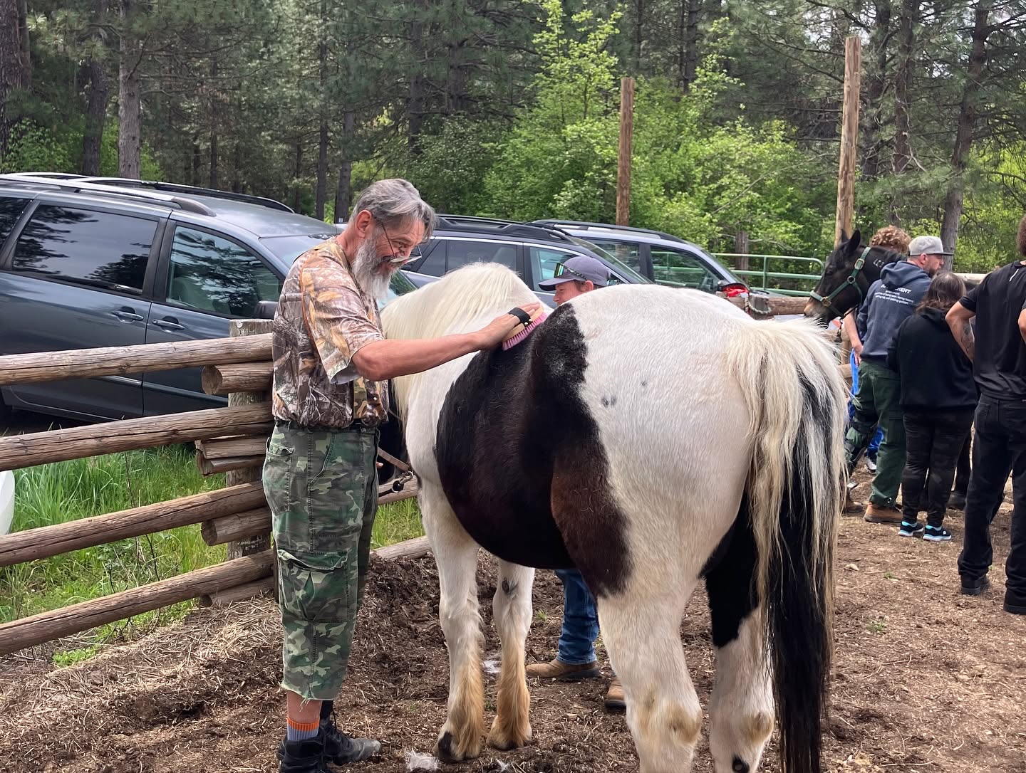 Man grooms a paint horse