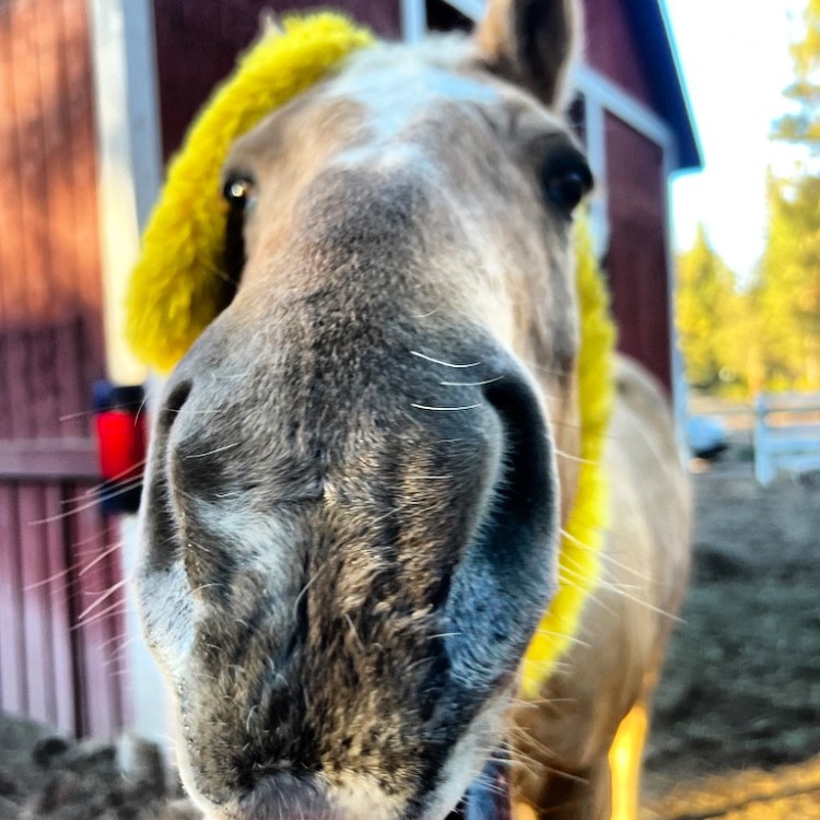 Clyde at the ranch